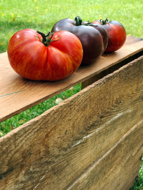 オーガニックカントリーガーデンからの新鮮なカラフルな家宝トマト - tomato vegetable garden mobilestock autumn ストックフォトと画像