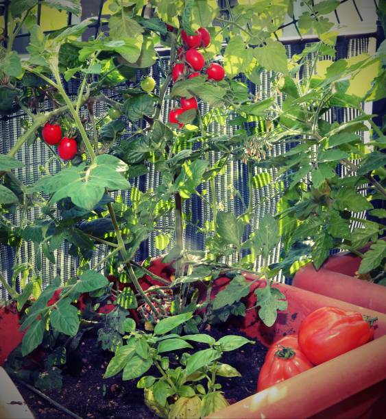 istock Tomato cultivation in the vases 1143636422