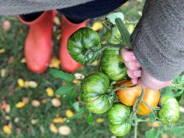 kolorowe pomidory scheda świeże z mojego ekologicznego ogrodu wiejskiego - tomato vegetable garden mobilestock autumn zdjęcia i obrazy z banku zdjęć