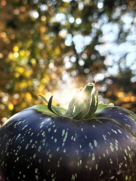 私のオーガニックカントリーガーデンから新鮮な紫と緑の家宝トマト - tomato vegetable garden mobilestock autumn ストックフォトと画像