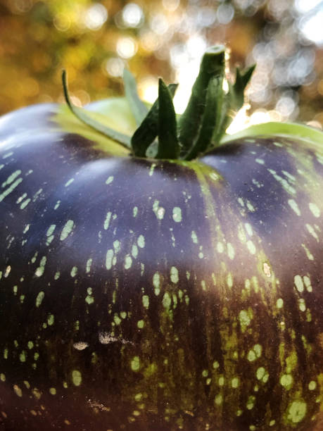 私のオーガニックカントリーガーデンから新鮮な紫と緑の家宝トマト - tomato vegetable garden mobilestock autumn ストックフォトと画像