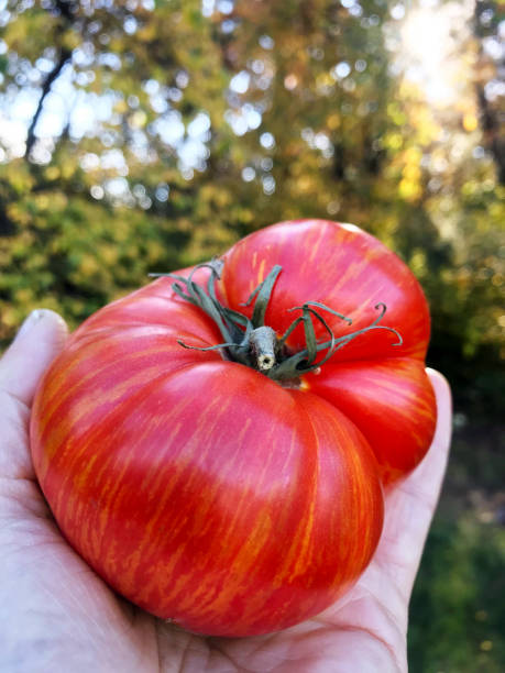 私のオーガニックカントリーガーデンから新鮮な赤の縞模様の家宝トマト - tomato vegetable garden mobilestock autumn ストックフォトと画像