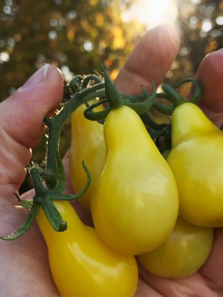 私のオーガニックカントリーガーデンから新鮮な黄色のローマの家宝トマト - tomato vegetable garden mobilestock autumn ストックフォトと画像
