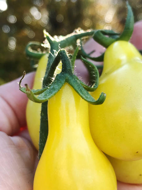 私のオーガニックカントリーガーデンから新鮮な黄色のローマの家宝トマト - tomato vegetable garden mobilestock autumn ストックフォトと画像