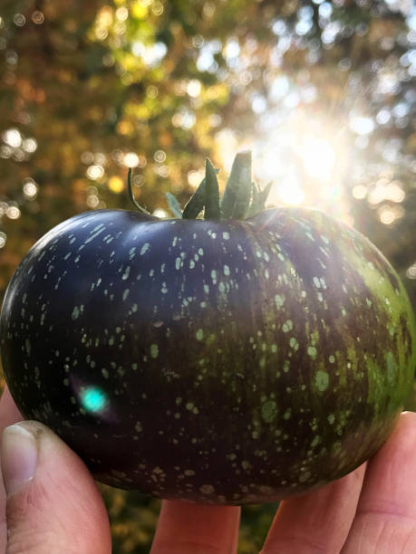 tomate roxo e verde do herança fresco de meu jardim orgânico do país - tomato vegetable garden mobilestock autumn - fotografias e filmes do acervo