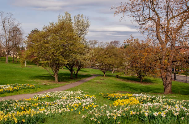 Pittsburgh, Pennsylvania, USA 04/18/2019 A grassy field partially filled with yellow and white daffodils with a walking path leading to Fifth Avenue in Mellon Park on a spring day