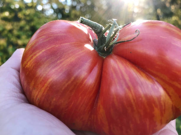 私のオーガニックカントリーガーデンから新鮮な赤の縞模様の家宝トマト - tomato vegetable garden mobilestock autumn ストックフォトと画像