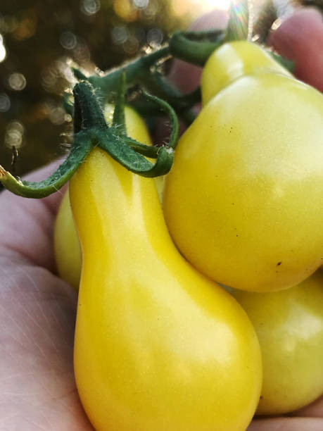 tomates amarelos do herança de roma frescos de meu jardim orgânico do país - tomato vegetable garden mobilestock autumn - fotografias e filmes do acervo