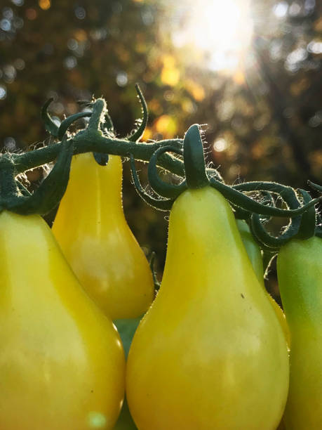 私��のオーガニックカントリーガーデンから新鮮な黄色のローマの家宝トマト - tomato vegetable garden mobilestock autumn ストックフォトと画像