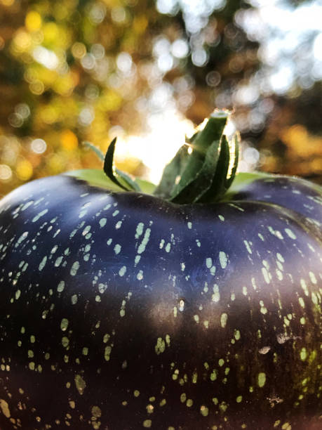 tomate roxo e verde do herança fresco de meu jardim orgânico do país - tomato vegetable garden mobilestock autumn - fotografias e filmes do acervo