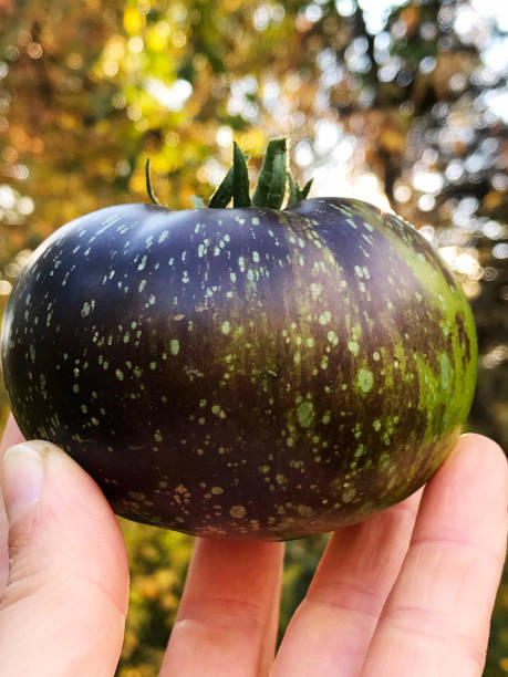 私のオーガニックカントリーガーデンから新鮮な紫と緑の家宝トマト - tomato vegetable garden mobilestock autumn ストックフォトと画像