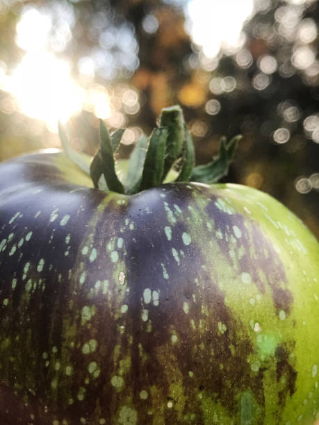 fioletowy i zielony pomidor scheda świeże z mojego ekologicznego ogrodu wiejskiego - tomato vegetable garden mobilestock autumn zdjęcia i obrazy z banku zdjęć
