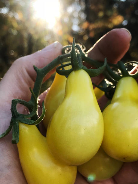 私のオーガニックカントリーガーデンから新鮮な黄色のローマの家宝トマト - tomato vegetable garden mobilestock autumn ストックフォトと画像