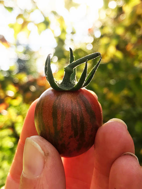 オーガニックカントリーガーデ��ンからの新鮮なカラフルな家宝トマト - tomato vegetable garden mobilestock autumn ストックフォトと画像