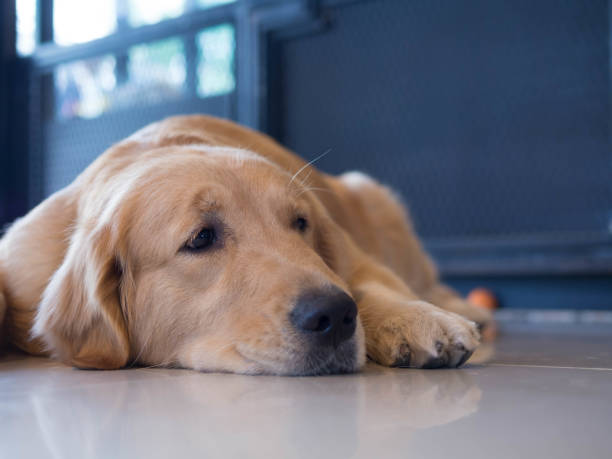 istock Dog waiting for owner 1143637969