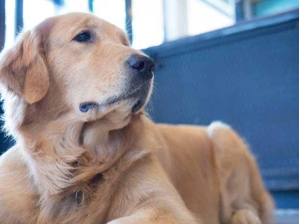 istock Dog waiting for owner 1143637971