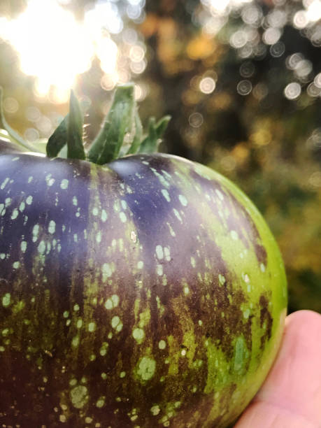 fioletowy i zielony pomidor scheda świeże z mojego ekologicznego ogrodu wiejskiego - tomato vegetable garden mobilestock autumn zdjęcia i obrazy z banku zdjęć