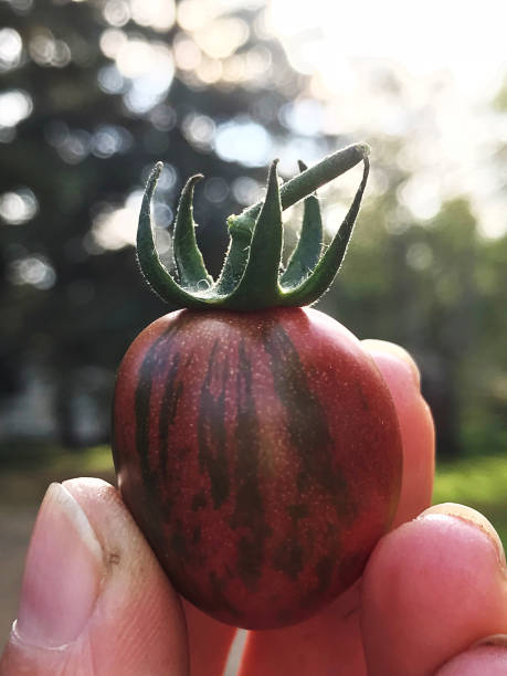 オーガニックカントリーガーデンからの新鮮なカラフルな家宝トマト - tomato vegetable garden mobilestock autumn ストックフォトと画像