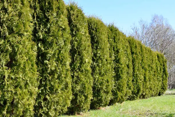 Part of hedge from evergreen decorative plants thuja occidentalis variety Boothii at sunny spring day.