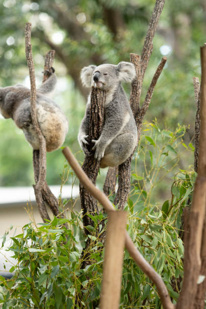 istock Koala Bear or Phascolarctos cinereus, sitting on tree branch 1143639118