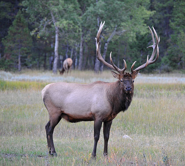 Deer, wild, animal, forest, for website, for blog, for video, for visual, beautiful, aesthetics, cute, small, horns, young