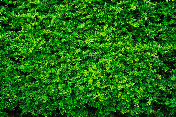 istock Backdrop texture of green leaves natural wall. 1143639838