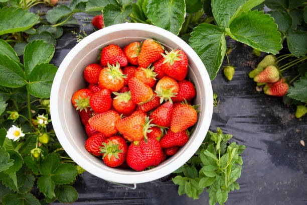 istock Organic, fresh fruit strawberry Field (Emiralem / Izmir / Turkey) 1143640336