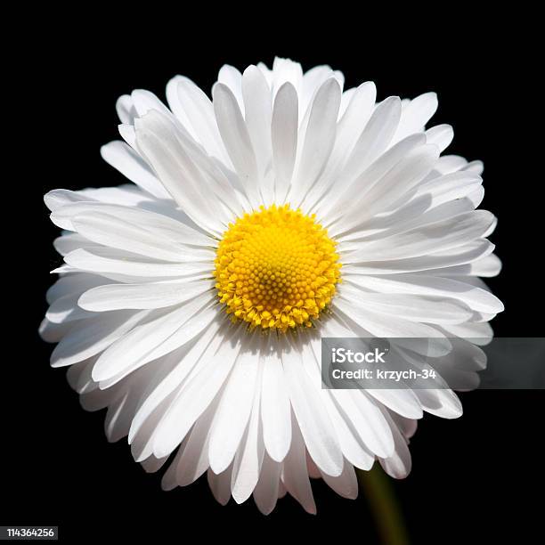 Foto de Margarida e mais fotos de stock de Beleza natural - Natureza - Beleza natural - Natureza, Branco, Cabeça da flor