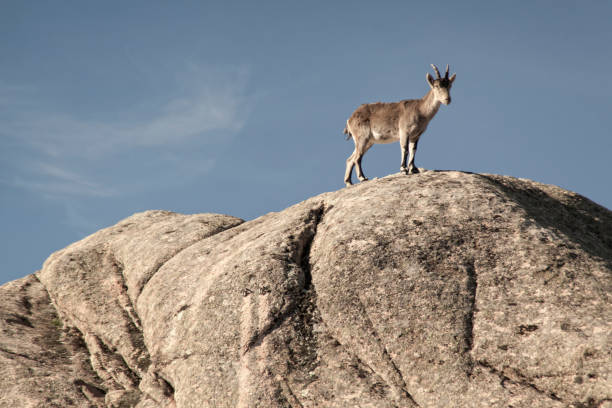 istock Wild goats on a stone in La Pedriza, Spain 1143643547