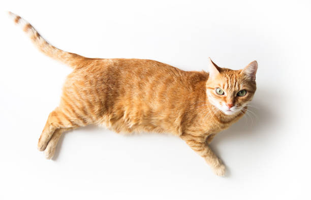 Ginger cat lying on a white table. Cute cat with green eyes. At the veterinarian. Top view stock photo