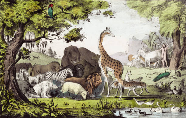 Adam Names the Animals in the Garden of Eden Vintage image depicts a scene from the Bible where Adam names all the animals in the Garden of Eden. adam and eve painting stock illustrations