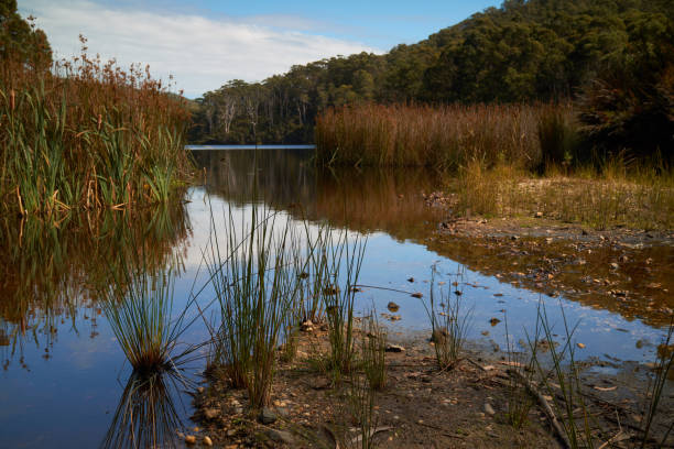 istock Detention river in North Eastern Tasmania 1143643770