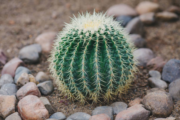 istock Big round green cactus in stony ground 1143645220