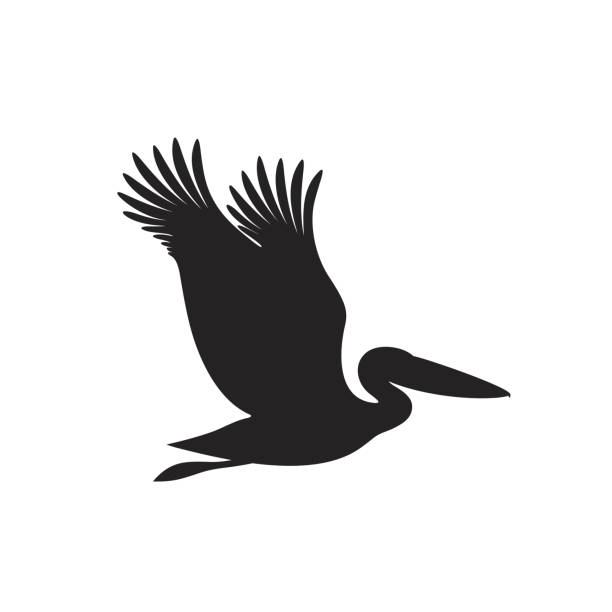 ilustrações, clipart, desenhos animados e ícones de silhueta do pelicano. pelicano isolado no fundo branco - pelicano