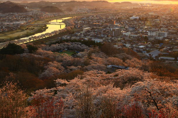 istock Miyagi Prefecture morning burn and cherry blossom 1143646114