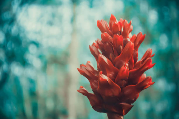 red wild flower blooming in nature spring background