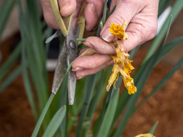 istock Daffodil Flowers in Senior Womans Hands Deadheading with Scissors Oregon 1143648476