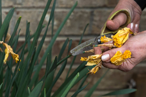 istock Senior Womans Hands Deadheading Daffodil Flowers with Scissors Oregon 1143648572
