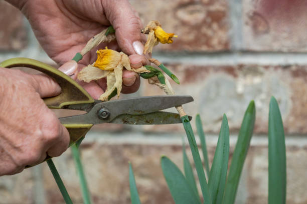 istock Senior Womans Hands Deadheading Daffodil Flowers Pruning with Scissors Oregon 1143648767