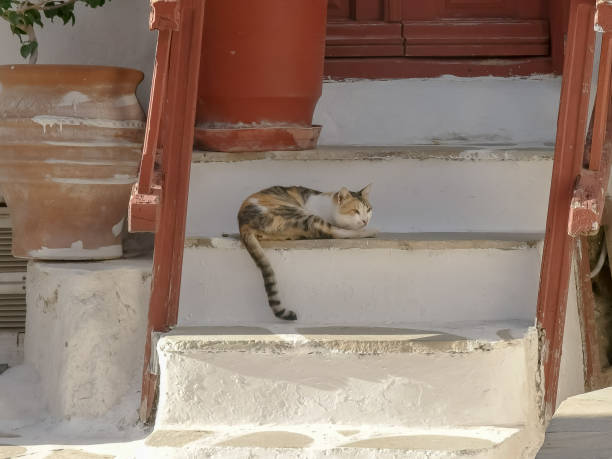 istock pet cat sleeps on house steps in mykonos, greece 1143649363