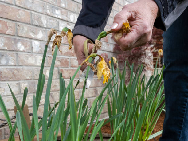 istock Senior Woman Deadheading Daffodil Flowers Pruning with Scissors Oregon 1143649366