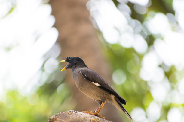 istock Birds in the nest and sitting on a tree branch 1143650727