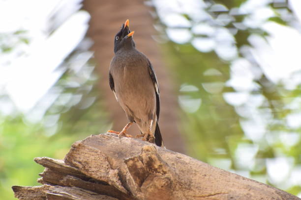 istock Birds in the nest and sitting on a tree branch 1143650754