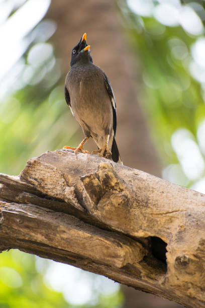 istock Birds in the nest and sitting on a tree branch 1143650896