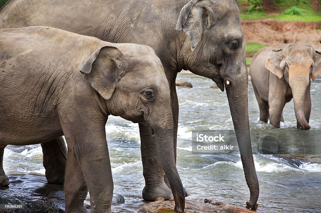 Asian na słoniach - Zbiór zdjęć royalty-free (Chodzić po wodzie - Położenie)