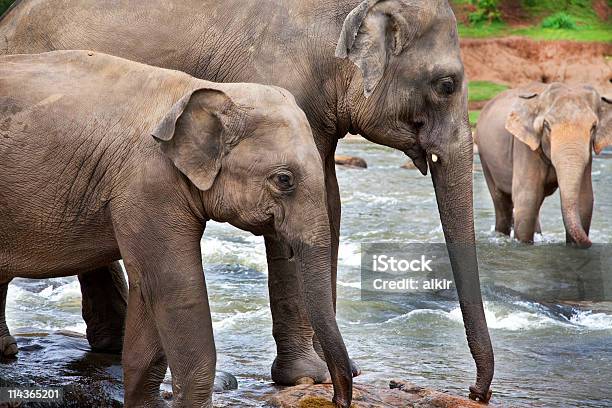 Asian Na Słoniach - zdjęcia stockowe i więcej obrazów Chodzić po wodzie - Położenie - Chodzić po wodzie - Położenie, Cielę, Ciosy