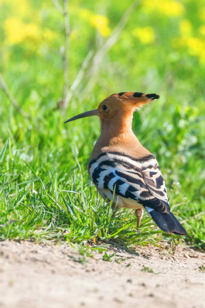 istock Hoopoe, Common Hoopoe (Upupa epops) Eurasian Hoopoe 1143653293