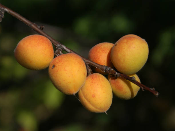istock Ripe Siberian apricots on the tree. 1143653805