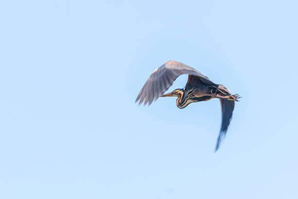 istock Purple Heron in flight blue sky (Ardea cinerea) 1143653883