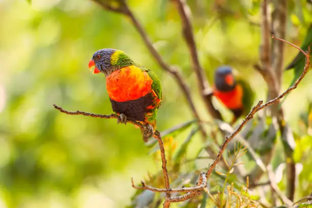 Rainbow lorikeets out in nature during the day.